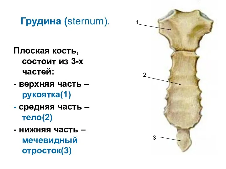 Грудина (sternum). Плоская кость, состоит из 3-х частей: - верхняя часть