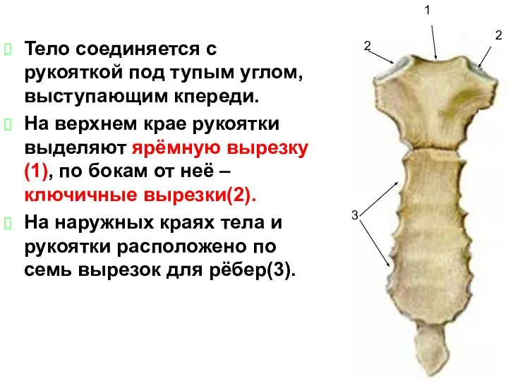 Тело соединяется с рукояткой под тупым углом, выступающим кпереди. На верхнем