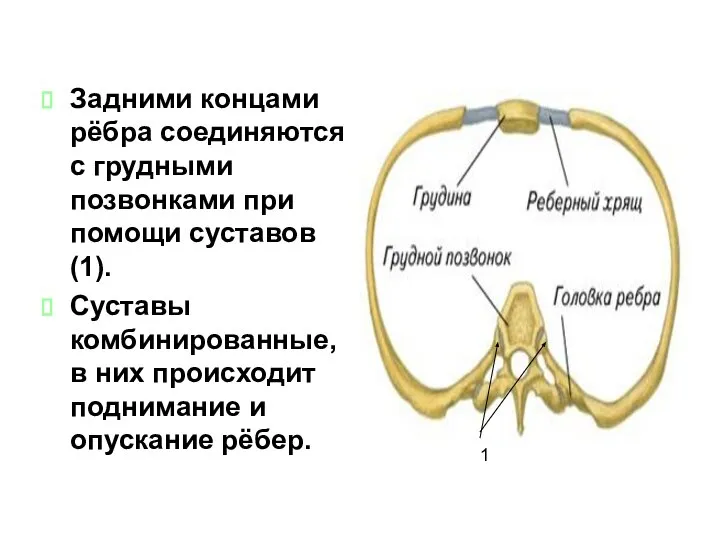 Задними концами рёбра соединяются с грудными позвонками при помощи суставов(1). Суставы