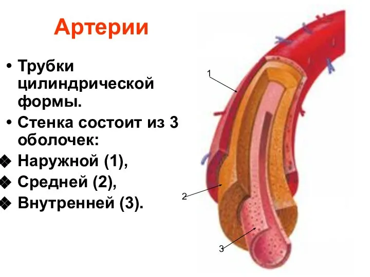 Артерии Трубки цилиндрической формы. Стенка состоит из 3 оболочек: Наружной (1),