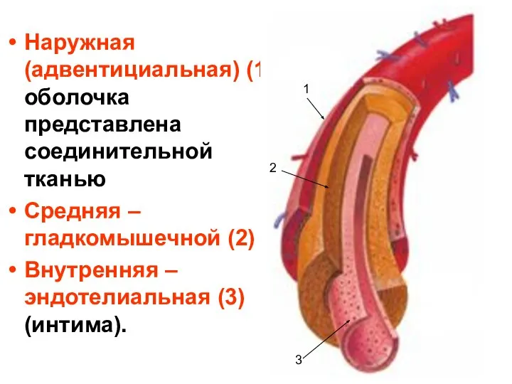 Наружная (адвентициальная) (1) оболочка представлена соединительной тканью Средняя – гладкомышечной (2)