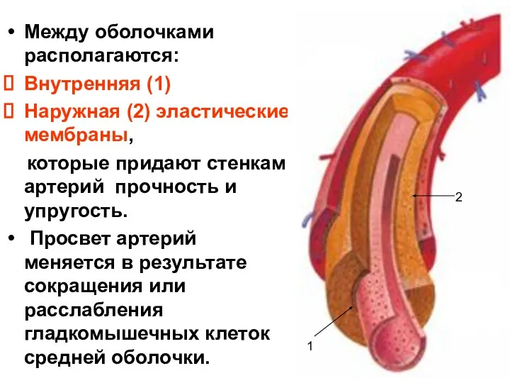 Между оболочками располагаются: Внутренняя (1) Наружная (2) эластические мембраны, которые придают