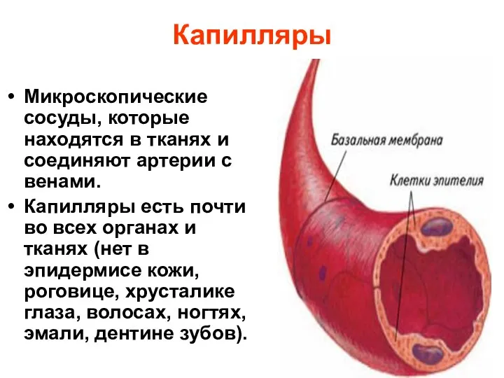 Капилляры Микроскопические сосуды, которые находятся в тканях и соединяют артерии с