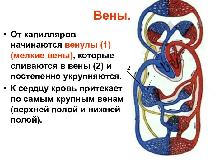 Вены. От капилляров начинаются венулы (1) (мелкие вены), которые сливаются в