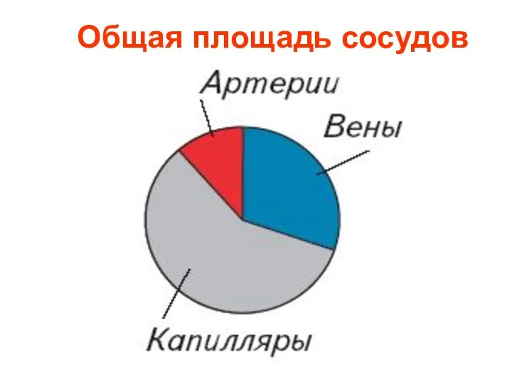 Общая площадь сосудов