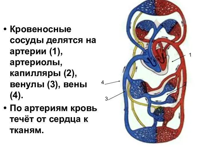 Кровеносные сосуды делятся на артерии (1), артериолы, капилляры (2), венулы (3),