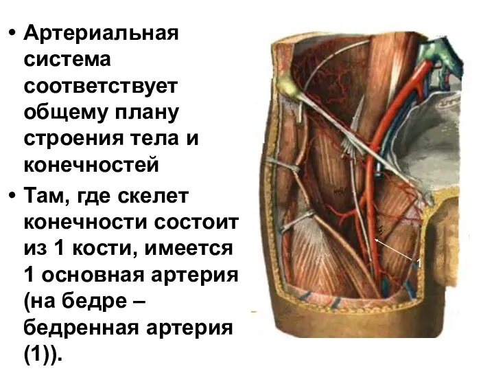 Артериальная система соответствует общему плану строения тела и конечностей Там, где