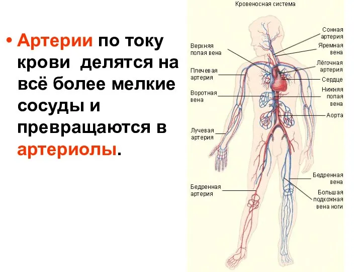 Артерии по току крови делятся на всё более мелкие сосуды и превращаются в артериолы.