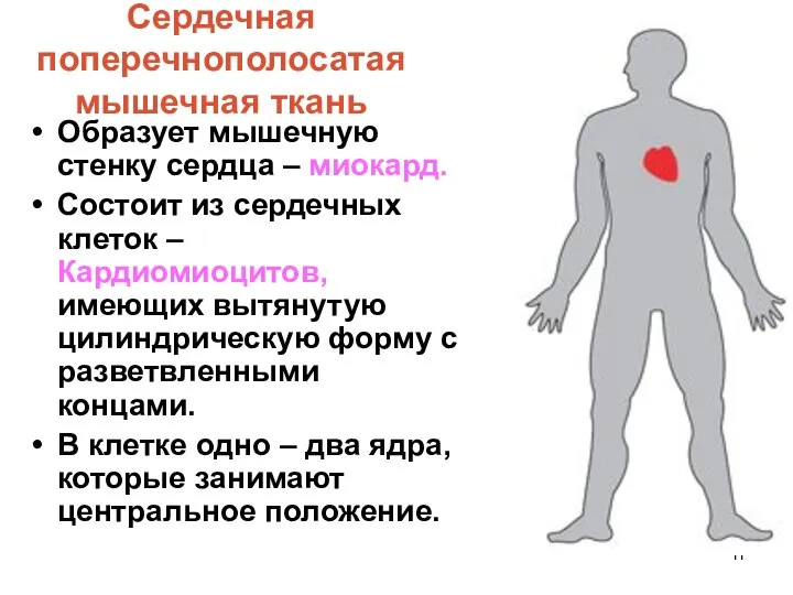 Сердечная поперечнополосатая мышечная ткань Образует мышечную стенку сердца – миокард. Состоит