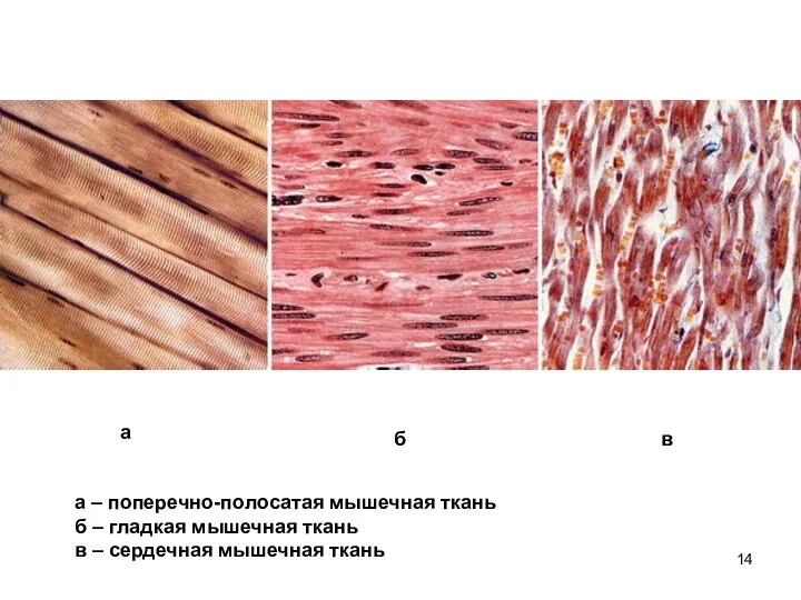 а б в а – поперечно-полосатая мышечная ткань б – гладкая