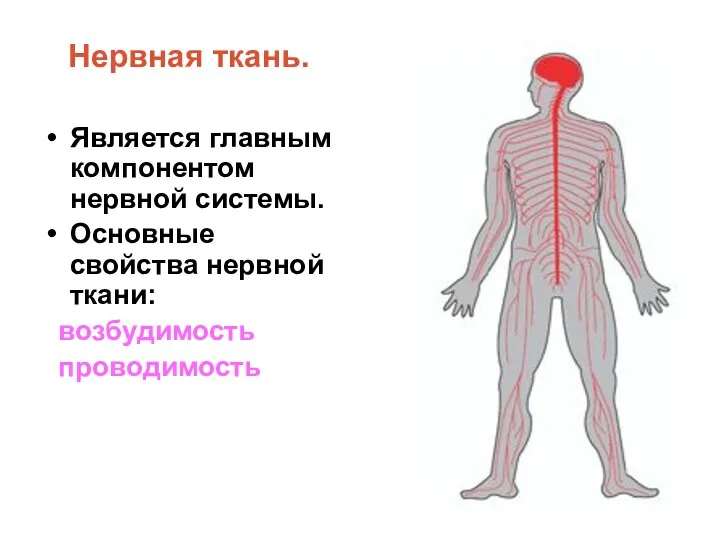 Нервная ткань. Является главным компонентом нервной системы. Основные свойства нервной ткани: возбудимость проводимость