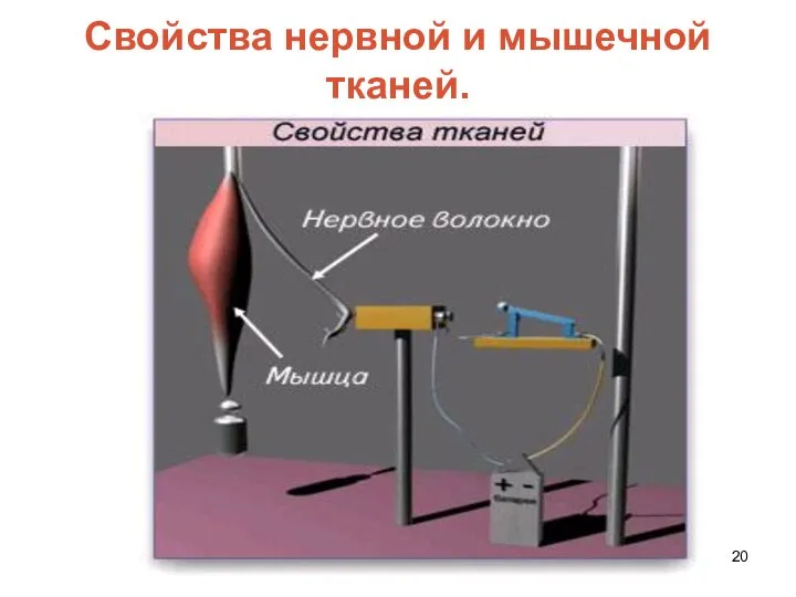 Свойства нервной и мышечной тканей.