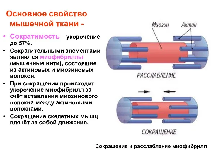 Основное свойство мышечной ткани - Сократимость – укорочение до 57%. Сократительными