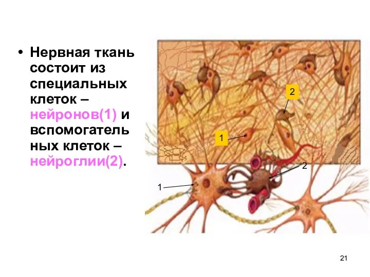 Нервная ткань состоит из специальных клеток – нейронов(1) и вспомогательных клеток