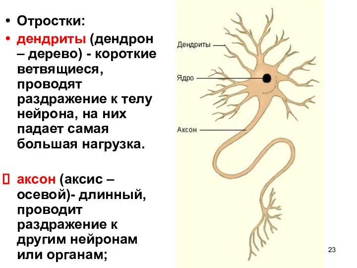 Отростки: дендриты (дендрон – дерево) - короткие ветвящиеся, проводят раздражение к