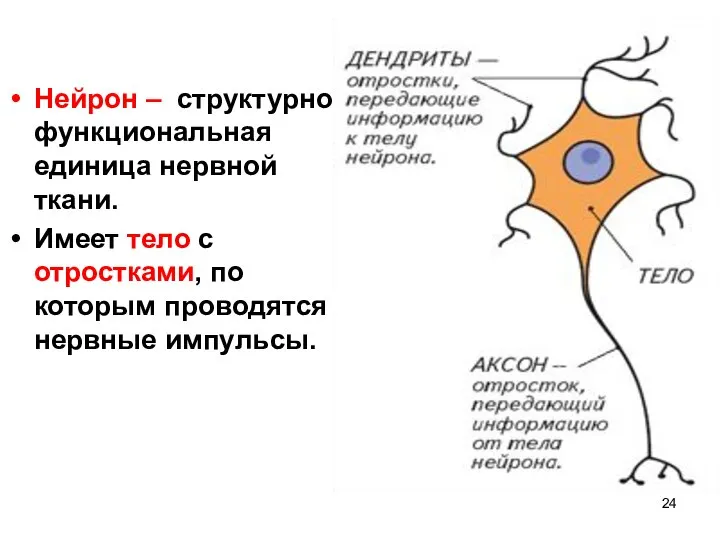 Нейрон – структурно функциональная единица нервной ткани. Имеет тело с отростками, по которым проводятся нервные импульсы.