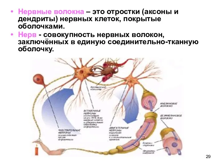 Нервные волокна – это отростки (аксоны и дендриты) нервных клеток, покрытые