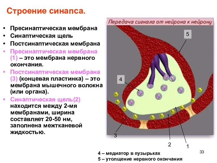 Строение синапса. Пресинаптическая мембрана Синаптическая щель Постсинаптическая мембрана Пресинаптическая мембрана(1) –