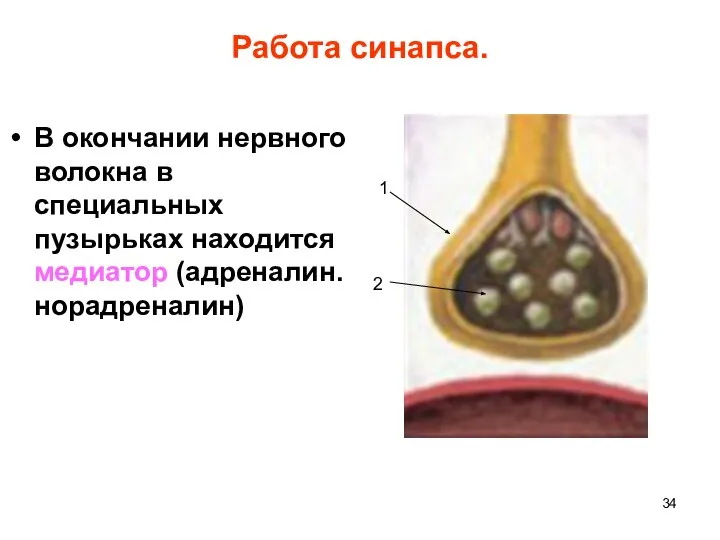 Работа синапса. В окончании нервного волокна в специальных пузырьках находится медиатор (адреналин. норадреналин) 1 2