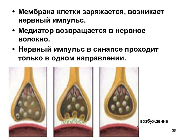 Мембрана клетки заряжается, возникает нервный импульс. Медиатор возвращается в нервное волокно.