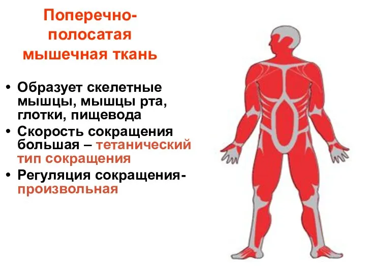 Поперечно-полосатая мышечная ткань Образует скелетные мышцы, мышцы рта, глотки, пищевода Скорость