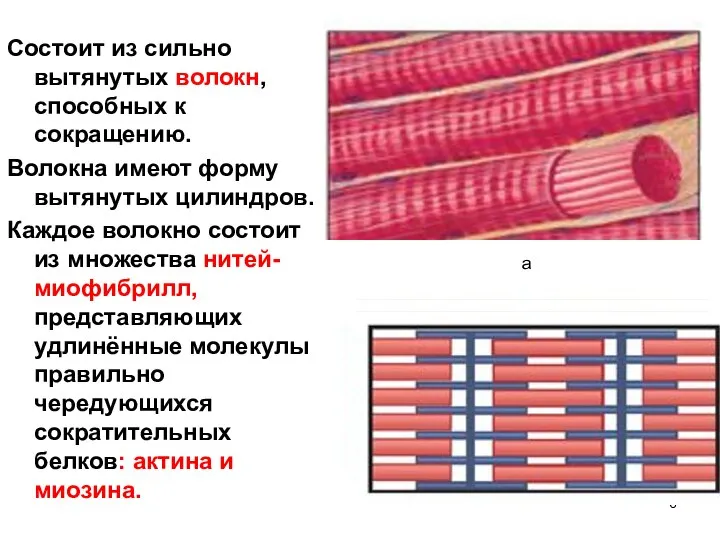 Состоит из сильно вытянутых волокн, способных к сокращению. Волокна имеют форму