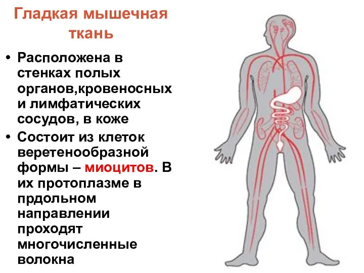 Гладкая мышечная ткань Расположена в стенках полых органов,кровеносных и лимфатических сосудов,