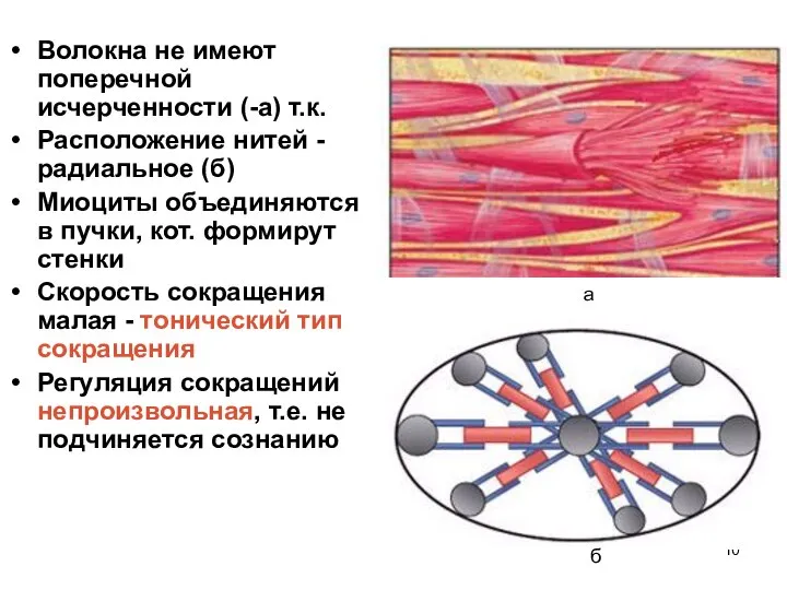 Волокна не имеют поперечной исчерченности (-а) т.к. Расположение нитей -радиальное (б)