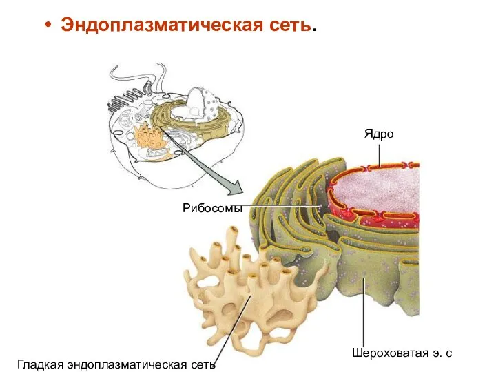 Эндоплазматическая сеть. Шероховатая э. с Гладкая эндоплазматическая сеть Рибосомы Ядро