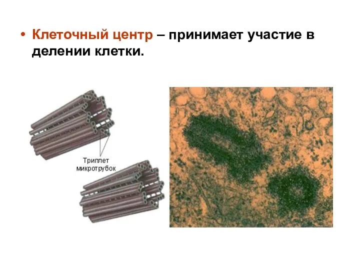 Клеточный центр – принимает участие в делении клетки.