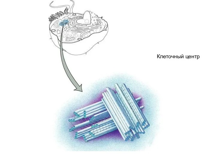 Клеточный центр