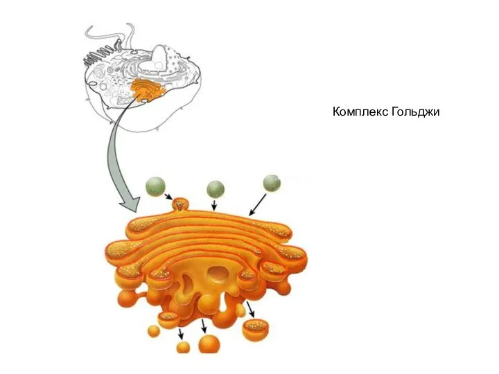 Комплекс Гольджи