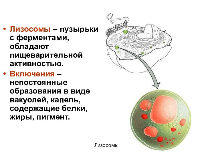 Лизосомы – пузырьки с ферментами, обладают пищеварительной активностью. Включения – непостоянные