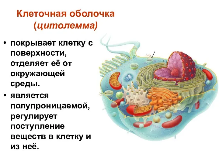 Клеточная оболочка (цитолемма) покрывает клетку с поверхности, отделяет её от окружающей