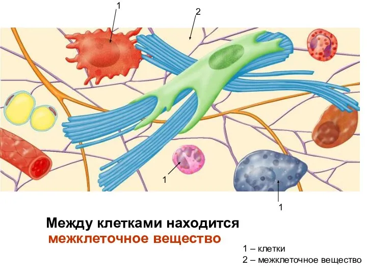 Между клетками находится межклеточное вещество 1 2 1 1 1 – клетки 2 – межклеточное вещество