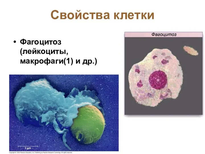 Свойства клетки Фагоцитоз (лейкоциты, макрофаги(1) и др.) 1