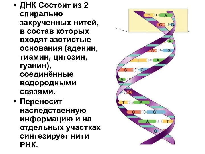 ДНК Состоит из 2 спирально закрученных нитей, в состав которых входят