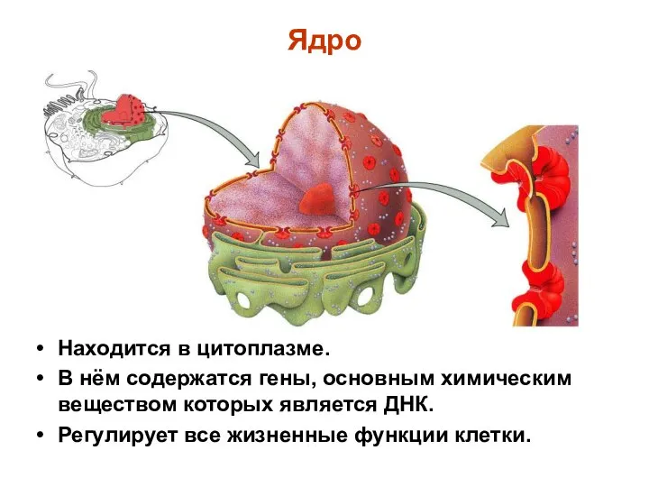 Ядро Находится в цитоплазме. В нём содержатся гены, основным химическим веществом