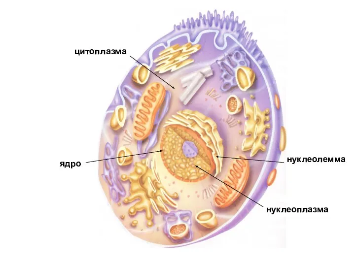 ядро цитоплазма нуклеоплазма нуклеолемма