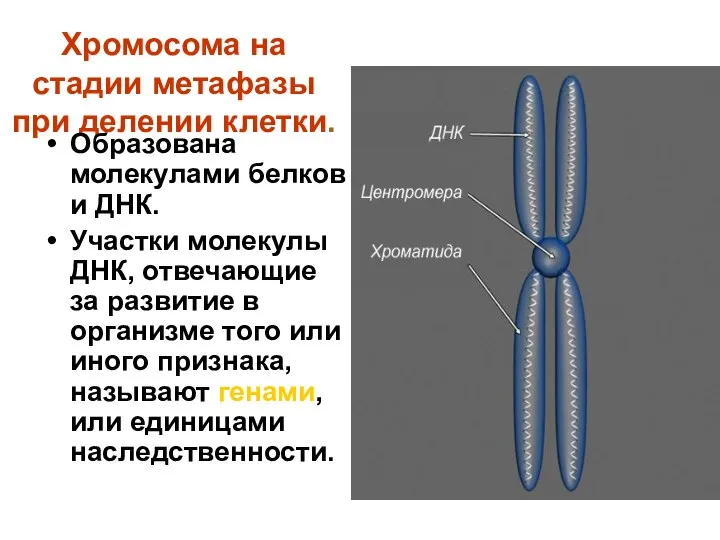Хромосома на стадии метафазы при делении клетки. Образована молекулами белков и