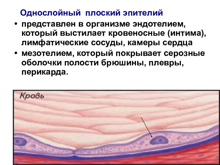 Однослойный плоский эпителий представлен в организме эндотелием, который выстилает кровеносные (интима),