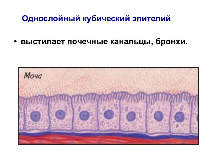 Однослойный кубический эпителий выстилает почечные канальцы, бронхи.