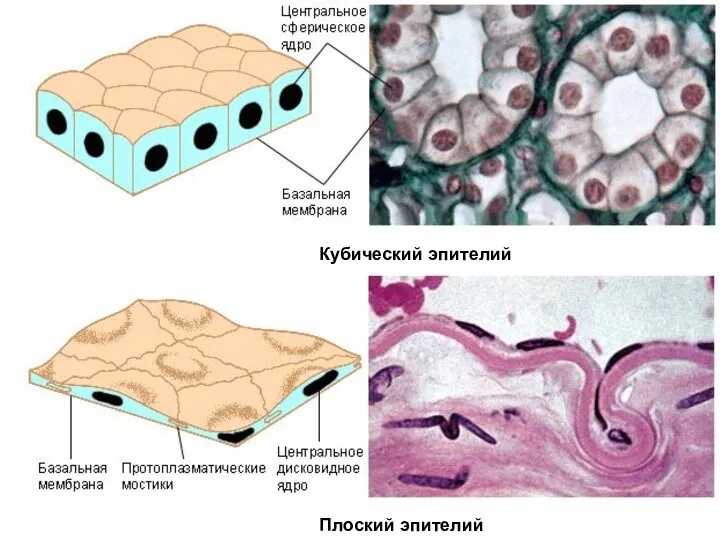 Кубический эпителий Плоский эпителий