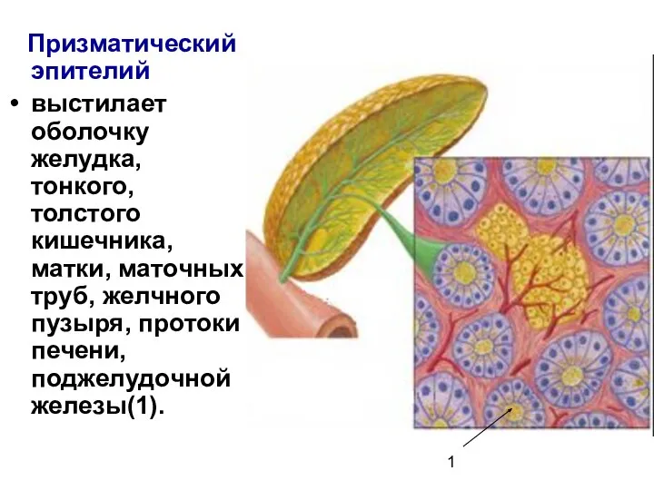 Призматический эпителий выстилает оболочку желудка, тонкого, толстого кишечника, матки, маточных труб,