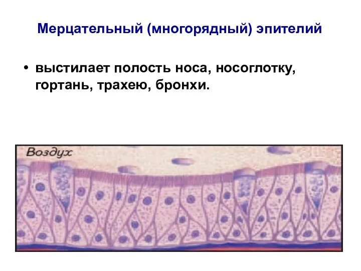 Мерцательный (многорядный) эпителий выстилает полость носа, носоглотку, гортань, трахею, бронхи.