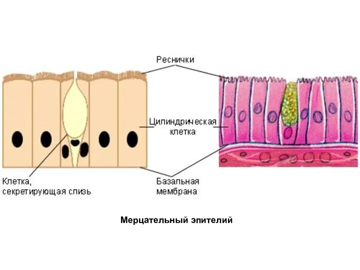 Мерцательный эпителий