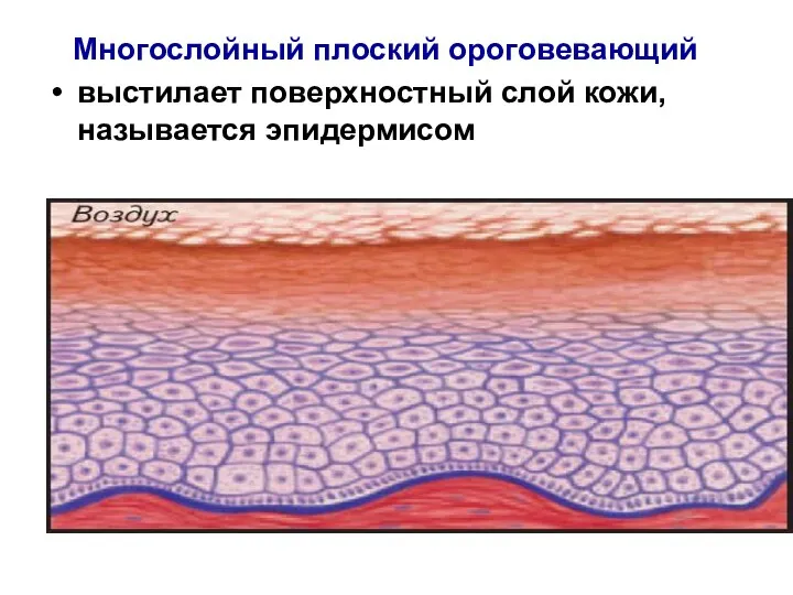 Многослойный плоский ороговевающий выстилает поверхностный слой кожи, называется эпидермисом