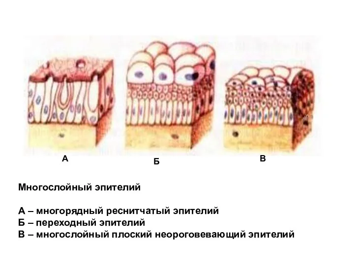 А Многослойный эпителий А – многорядный реснитчатый эпителий Б – переходный