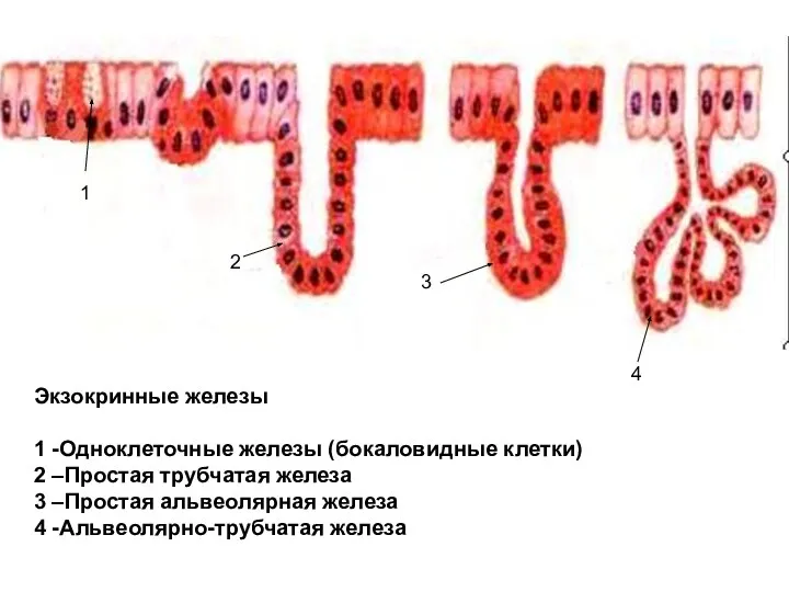 Экзокринные железы 1 -Одноклеточные железы (бокаловидные клетки) 2 –Простая трубчатая железа