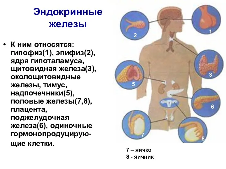 Эндокринные железы К ним относятся: гипофиз(1), эпифиз(2), ядра гипоталамуса, щитовидная железа(3),